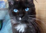 Aslan - Maine Coon Cat For Sale - Brighton&comma; CO&comma; US