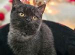 Minny - British Shorthair Cat For Sale - Grand Rapids&comma; MI&comma; US