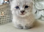 Klaus - Munchkin Cat For Sale - Salem&comma; OR&comma; US