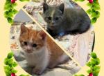 Munchkins - Munchkin Cat For Sale - FL&comma; US