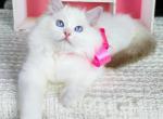 Angelica - Ragdoll Cat For Sale - Miami&comma; FL&comma; US