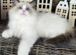 Nikon - Ragdoll Cat For Sale - Miami&comma; FL&comma; US