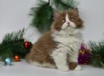 Tamir - British Shorthair Cat For Sale - Miami&comma; FL&comma; US