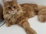 Monica - Maine Coon Cat For Sale - Brighton&comma; CO&comma; US