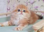 Keks - British Shorthair Cat For Sale - Miami&comma; FL&comma; US