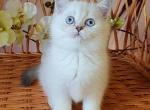 Lavanda - British Shorthair Cat For Sale - Miami&comma; FL&comma; US