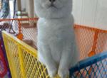 Mochi - British Shorthair Cat For Sale - Jacksonville&comma; FL&comma; US