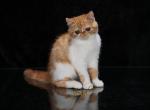 Jovial's Willie - Exotic Cat For Sale - Newburgh&comma; NY&comma; US