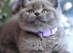 Elysia - British Shorthair Cat For Sale - WA&comma; US