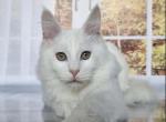 Joker - Maine Coon Cat For Sale - Brighton&comma; CO&comma; US