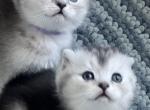 Snowflakes - Scottish Fold Cat For Sale - Brooklyn&comma; NY&comma; US