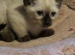 Seal Point Siamese Kittens - Siamese Cat For Sale - Philadelphia&comma; PA&comma; US