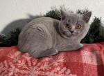 Sonic - British Shorthair Cat For Sale - Philadelphia&comma; PA&comma; US
