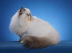 Tutti Fruiti - Himalayan Cat For Sale - Satellite Beach&comma; FL&comma; US