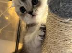 Shelly - Scottish Fold Cat For Sale - Brooklyn&comma; NY&comma; US