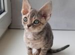Mystic - Devon Rex Cat For Sale - Hollywood&comma; FL&comma; US