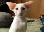 Snowy - Oriental Cat For Sale - Brooklyn&comma; NY&comma; US