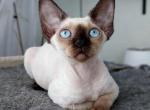 Lazura - Devon Rex Cat For Sale - Brooklyn&comma; NY&comma; US