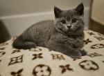 Bentley Bleu - British Shorthair Cat For Sale - Grand Rapids&comma; MI&comma; US