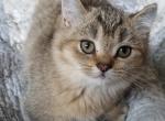 Golden Fawn Boy - Scottish Straight Cat For Sale - Huntington Beach&comma; CA&comma; US