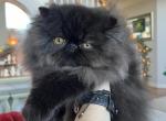 MILO - Persian Cat For Sale - Saylorsburg&comma; PA&comma; US