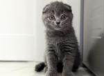 Barbie - Scottish Fold Cat For Sale - Hollywood&comma; FL&comma; US