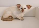 Hasan - Siamese Cat For Sale - Pembroke Pines&comma; FL&comma; US