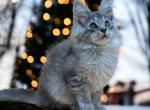 Love - Maine Coon Cat For Sale - Hollywood&comma; FL&comma; US