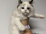 Seal bicolor Tortie female - Ragdoll Cat For Sale - Minerva&comma; OH&comma; US