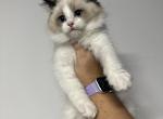 Seal bicolor male - Ragdoll Cat For Sale - Minerva&comma; OH&comma; US