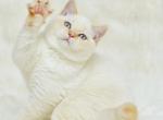 Chip 1 - Scottish Straight Cat For Sale - Los Angeles&comma; CA&comma; US