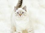 Cherry 1 - Scottish Straight Cat For Sale - Chicago&comma; IL&comma; US