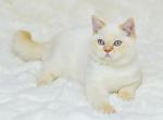 Chip 1 - Scottish Straight Cat For Sale - Chicago&comma; IL&comma; US