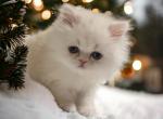 Princess Phoebe - Persian Cat For Sale - Spring&comma; TX&comma; US