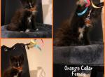 Mittens kittens ONLY TWO LEFT - Maine Coon Cat For Sale - Hyde Park&comma; NY&comma; US