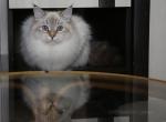 ORCHID VANDA LYUMUR - Siberian Cat For Sale - NY&comma; US