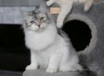 PAULETTE LYUMUR - Siberian Cat For Sale - NY&comma; US