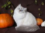 WERONA IZ TVERSKOGO KNYAZHESTVA - Siberian Cat For Sale - NY&comma; US