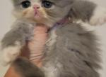 Grey and white persian kitten female - Persian Cat For Sale - MA&comma; US