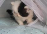 White and Black persian kitten male - Persian Cat For Sale - MA&comma; US