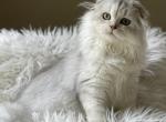 Silver chinchilla sister and brother - Scottish Fold Cat For Sale - Sun City Center&comma; FL&comma; US