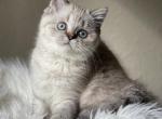 Tortie Lynx Point chubby girl - Scottish Straight Cat For Sale - Sun City Center&comma; FL&comma; US