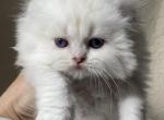 Blue silver chinchilla point boy - Scottish Fold Cat For Sale - Sun City Center&comma; FL&comma; US