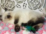 TOBY seal point shorthair - Scottish Straight Cat For Sale - Sunnyvale&comma; CA&comma; US