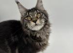 Amber - Maine Coon Cat For Sale - Brighton&comma; CO&comma; US