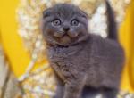 Luchiano - Scottish Fold Cat For Sale - Hollywood&comma; FL&comma; US