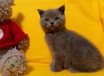 Lisabon - Scottish Straight Cat For Sale - Miami&comma; FL&comma; US