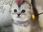 Jerry - Scottish Fold Cat For Sale - Brooklyn&comma; NY&comma; US