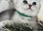 Mamba - British Shorthair Cat For Sale - Brooklyn&comma; NY&comma; US