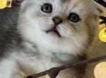 Lilu - Scottish Fold Cat For Sale - Brooklyn&comma; NY&comma; US
